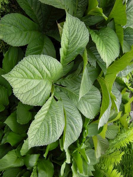 Rodgersia henrici C1,5