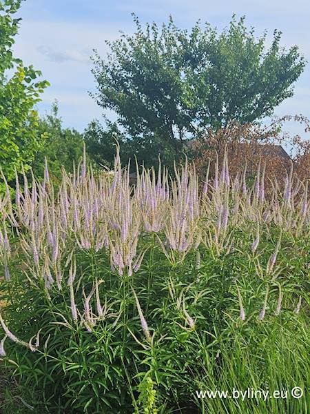 Veronicastrum sibiricum C2