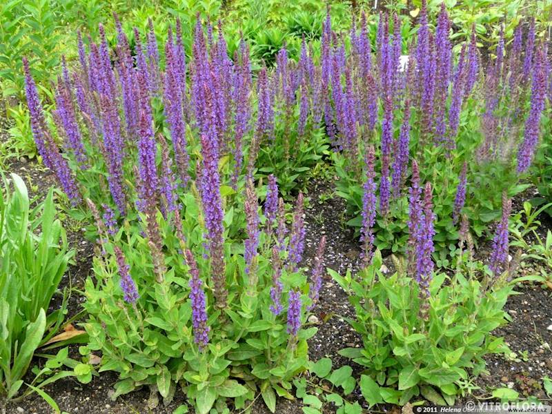 Salvia nemorosa Blaukonigin C1,5