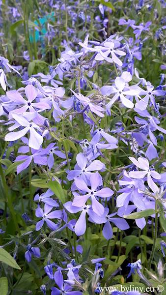 Phlox divaricata C1,5