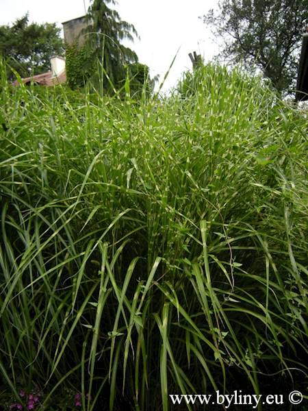 Miscanthus sinensis Zebrinus C2