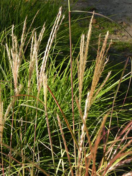 Miscanthus sinensis Adagio C2