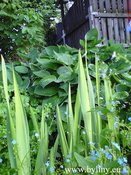 Iris pseudoacorus Variegata C1,5