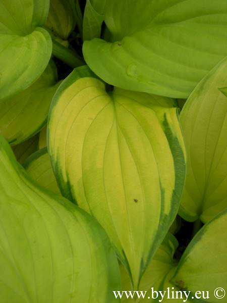 Hosta Stained Glass C1,5