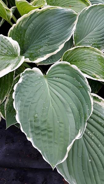 Hosta Frosted Jade C3