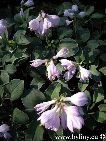Hosta Blue Mouse Ears C1,5