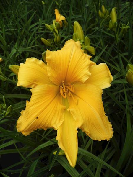 Hemerocallis Chicago Sunrise C2