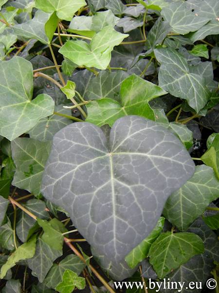 Hedera helix Woerner p9