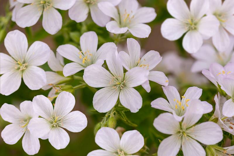 Geranium sylvaticum Album C1,5
