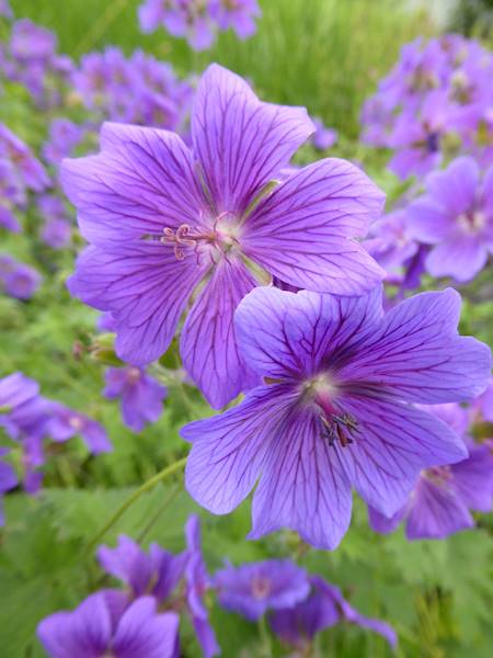 Geranium magnificum C1,5