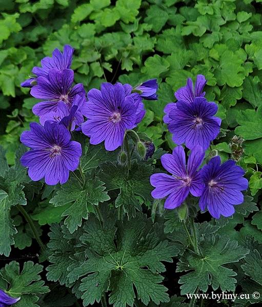 Geranium magnificum C1,5