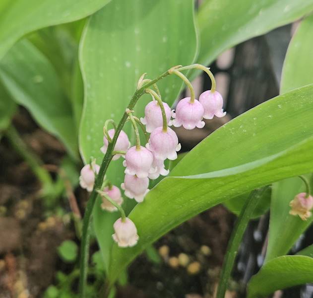 Convallaria majalis Rosea p9