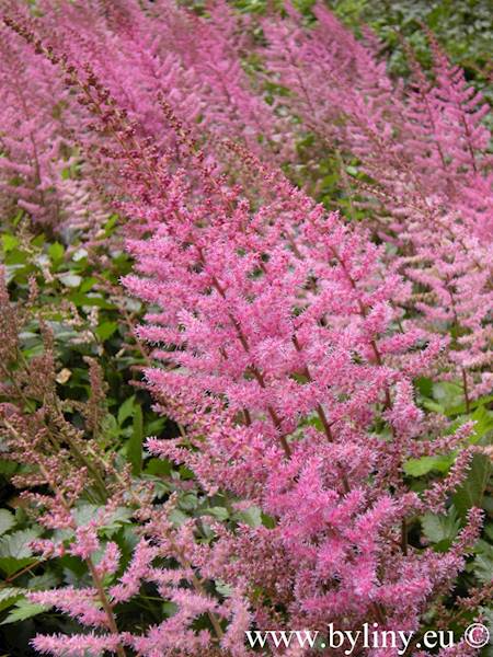 Astilbe chinensis Veronica Klose C2