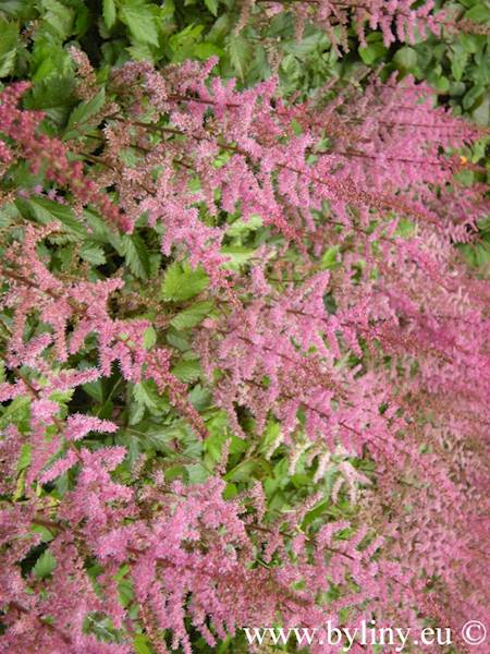 Astilbe chinensis Finale C2