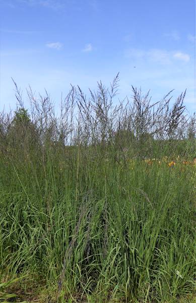 Molinia caerulea Dauerstrahl C2