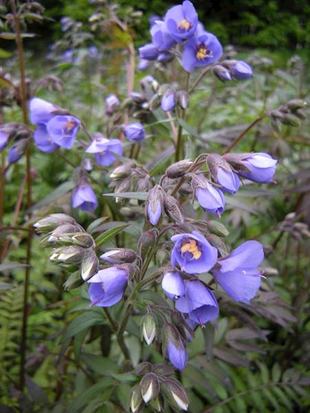 Polemonium Heaven Scent ® C1,5