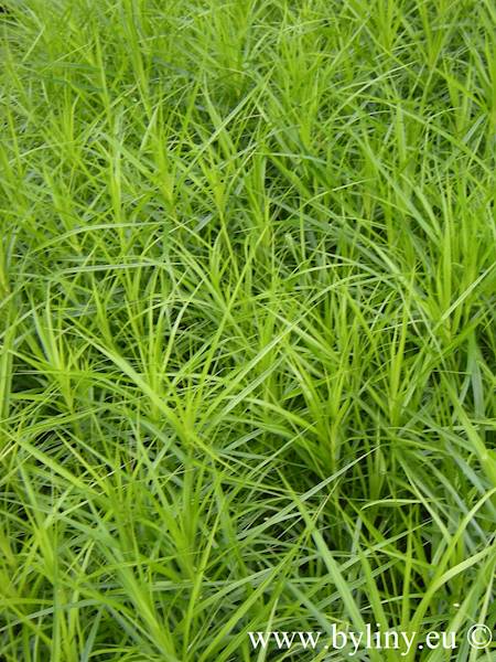 Carex muskingumensis C1,5