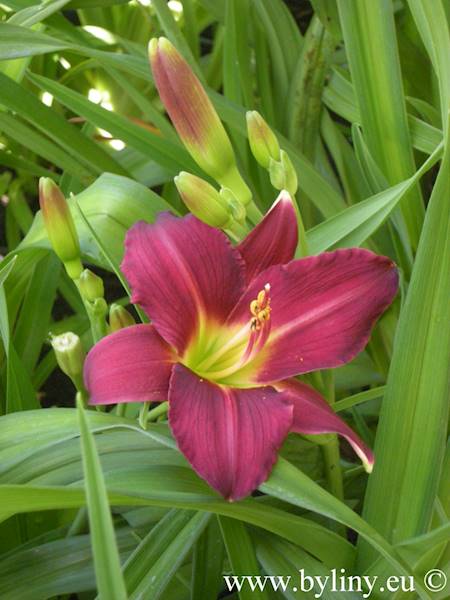 Hemerocallis Ruby Stella C3