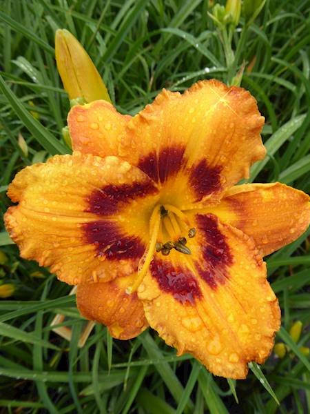 Hemerocallis Raging Tiger C3