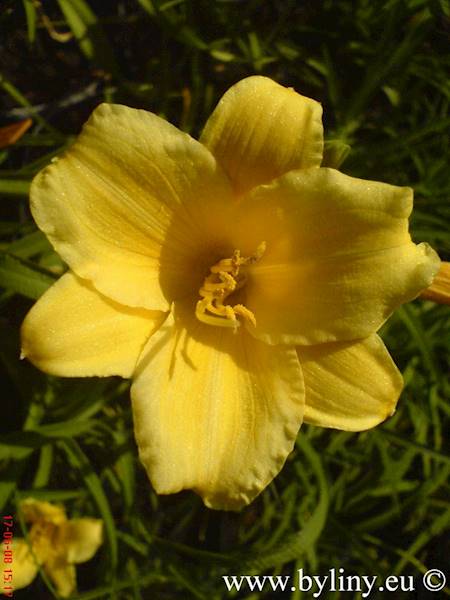 Hemerocallis Stella de Oro C2