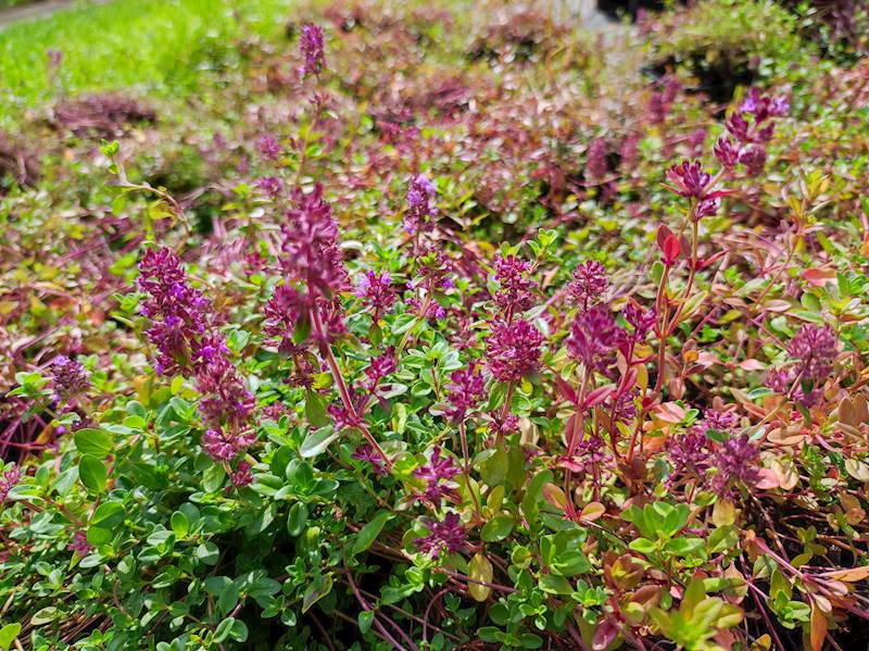 Thymus serpyllum p9