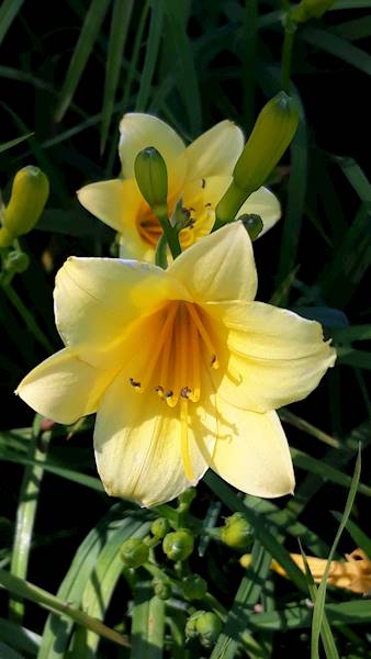 Hemerocallis Mini Stella C1,5