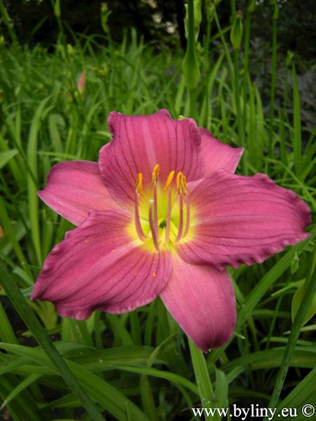 Hemerocallis Little Lassie C2