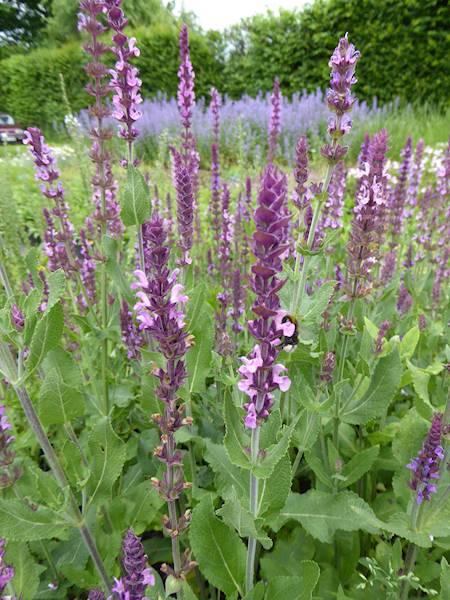 Salvia nemorosa Amethyst C1,5