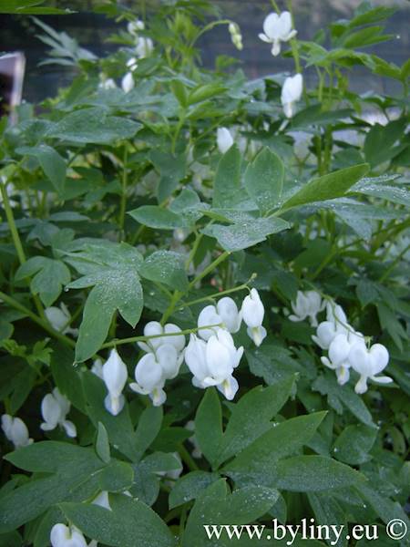 Dicentra spectabilis Alba C2