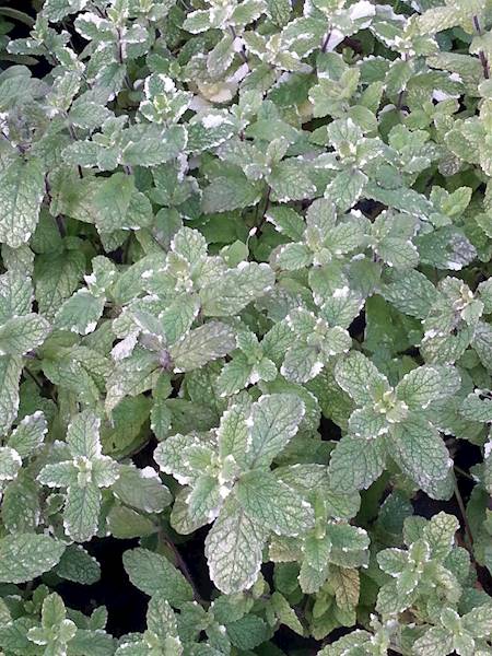 Mentha piperata Variegata C2