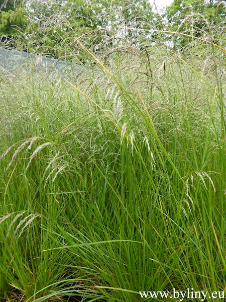 Deschampsia cespitosa Bronzeschleier C1,5