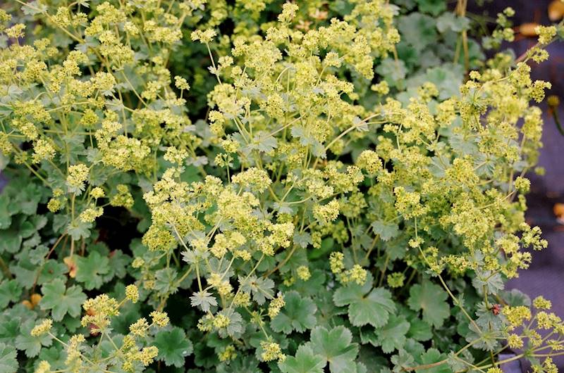 Alchemilla erythropoda C1,5