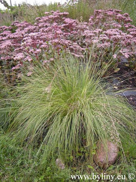 Sporobolus heterolepsis p9