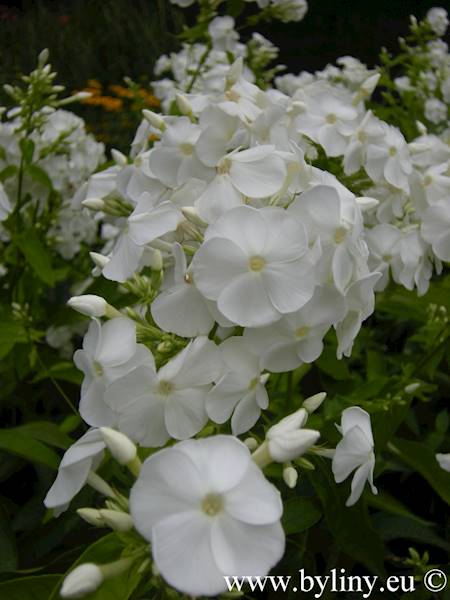 Phlox (P) David C1,5
