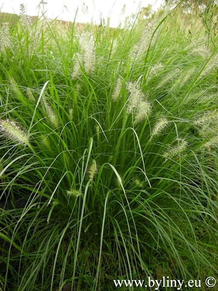 Pennisetum alopecuroides Hameln C2