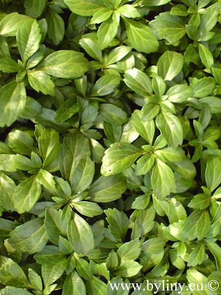 Pachysandra terminalis Green Carpet p9