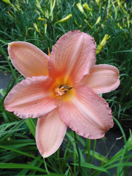 Hemerocallis Ming Porcelain C3