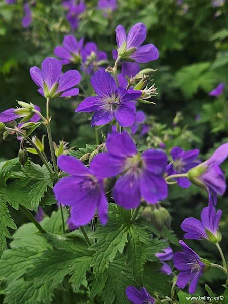 Geranium sylvaticum Mayflower C1,5