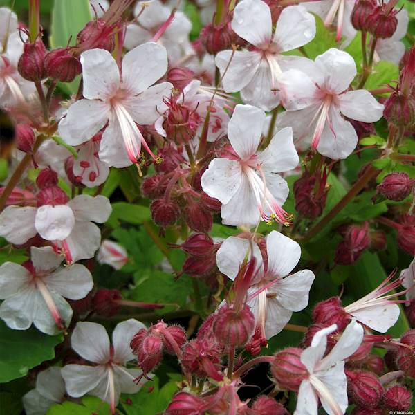 Geranium macrorrhizum Spessart C1,5