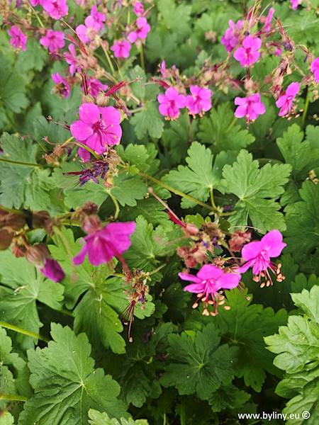 Geranium macrorrhizum Bevan's Variety C1,5