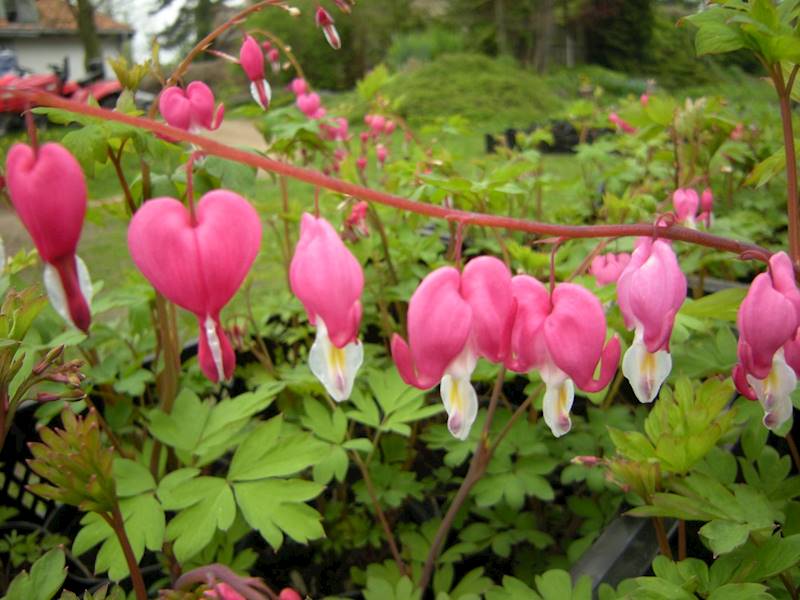 Dicentra spectabilis C2