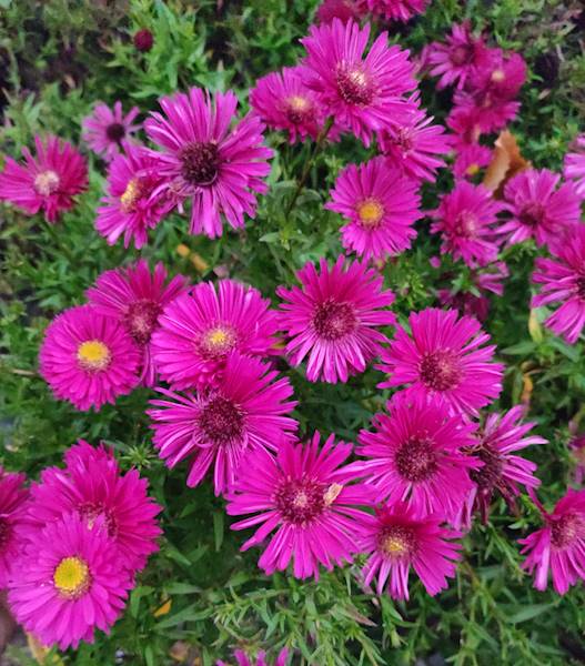 Aster dumosus Jenny C1,5