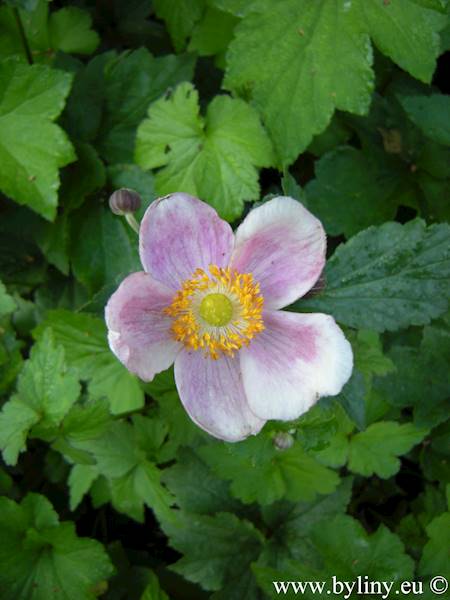 Anemone hupehensis Splendens C1,5