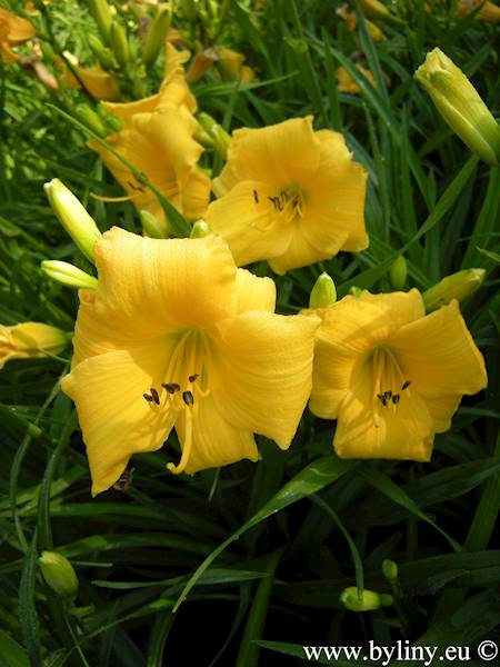 Hemerocallis Yellow Lollipop C2