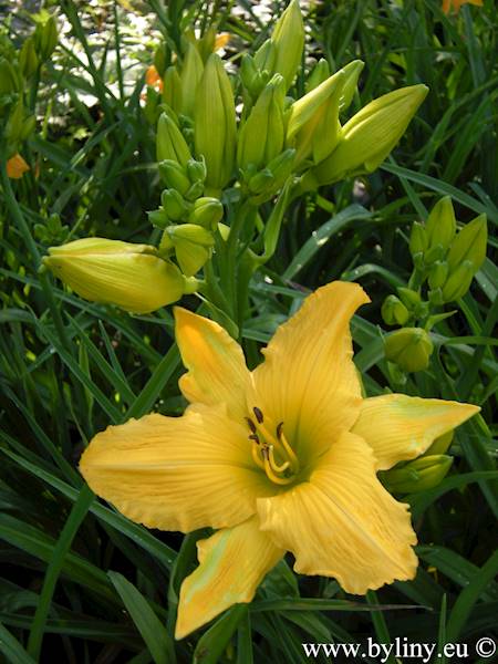 Hemerocallis Living In Amsterdam C3