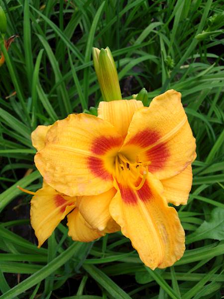 Hemerocallis Little Paul C2