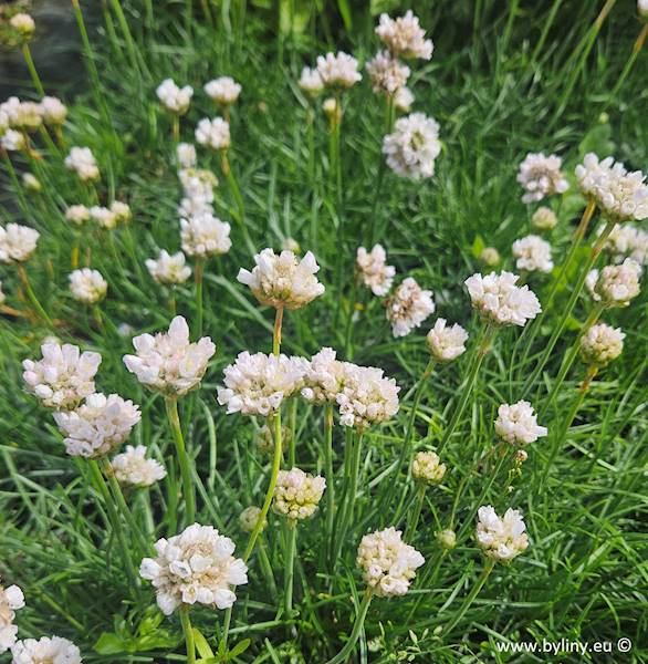 Armeria maritima Alba p9