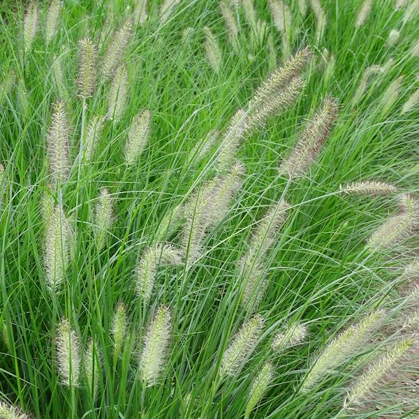 Pennisetum alopecuroides Hameln p11