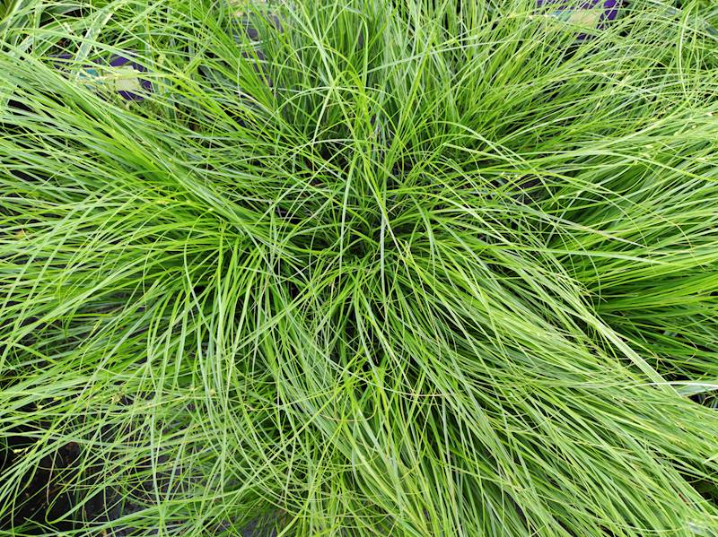 Carex remota C1,5