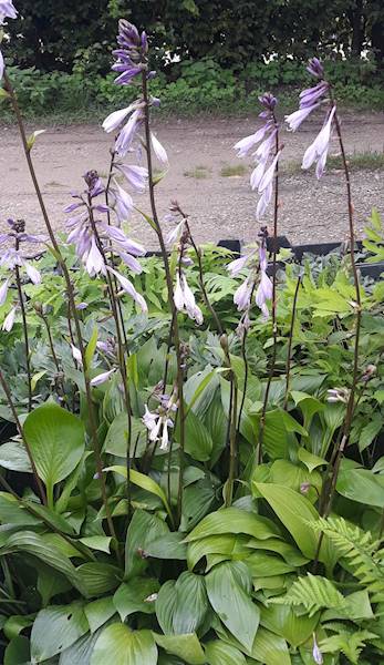 Hosta Cherry Berry zielona C1,5